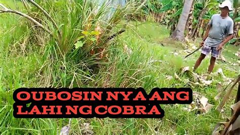 iniyot sa damuhan|Jumborat @PinoyBagets15 .